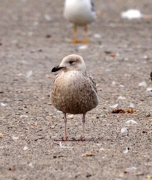 Larus argentatus
